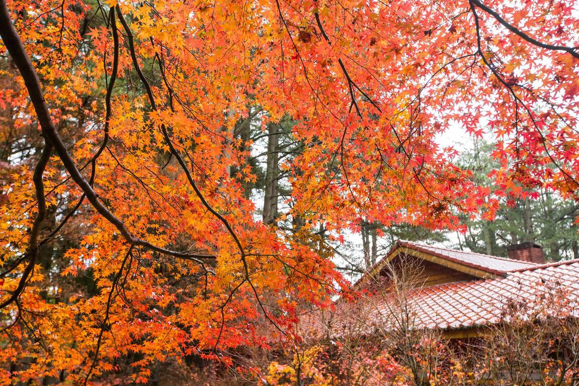 秋天出遊到台中武陵農場、福壽山農場及外埔忘憂谷⛺